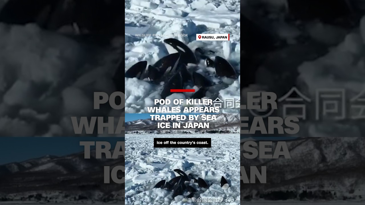 Pod of killer whales appears trapped by sea ice in Japan