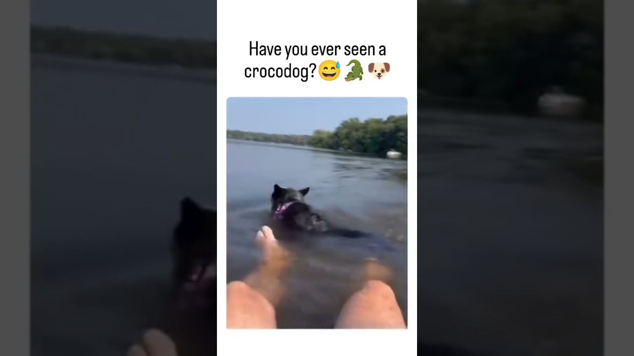 Dogodile 🤣🤣